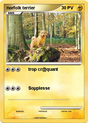 Pokemon norfolk terrier