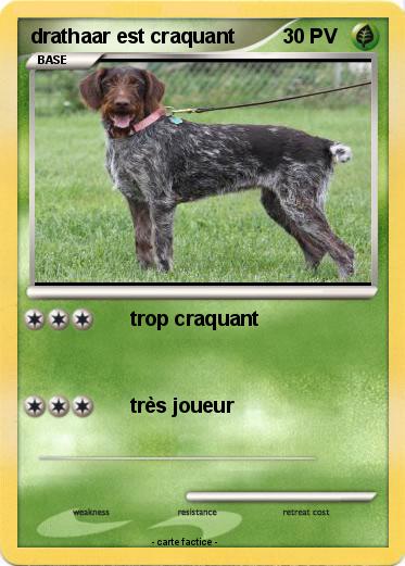 Pokemon drathaar est craquant