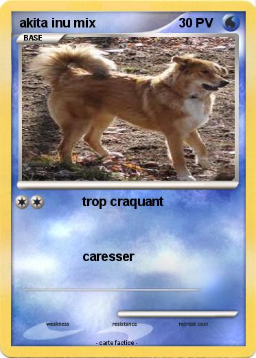 Pokemon akita inu mix