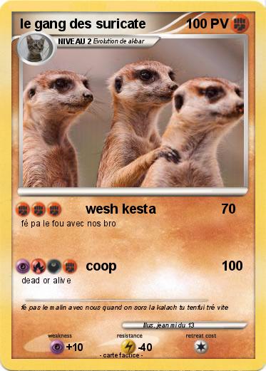 Pokemon le gang des suricate