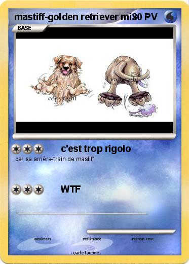 Pokemon mastiff-golden retriever mix