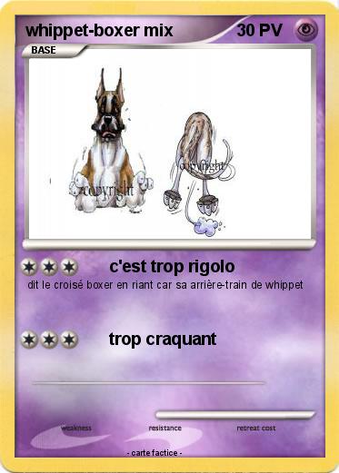 Pokemon whippet-boxer mix