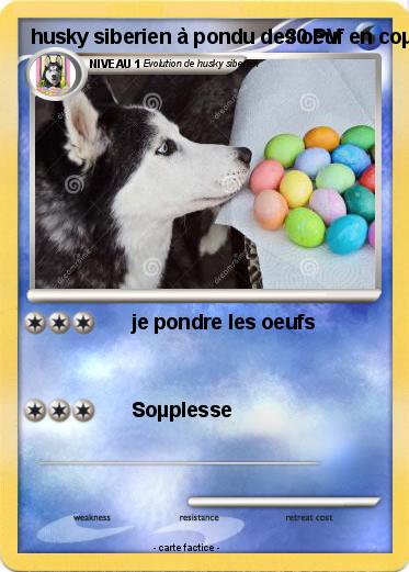 Pokemon husky siberien à pondu des oeuf en coµleµr