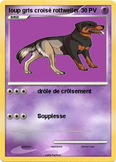 Pokemon loup gris croisé rottweiler