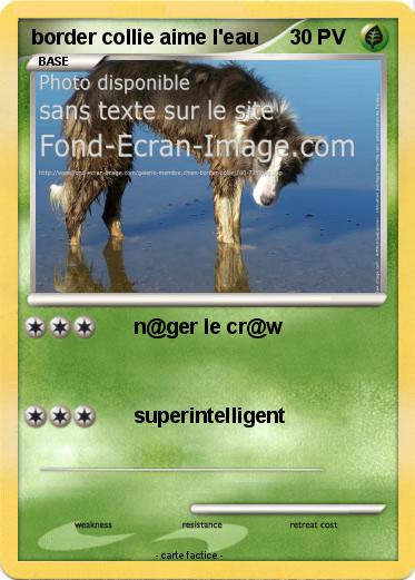 Pokemon border collie aime l'eau