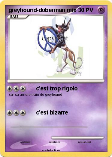 Pokemon greyhound-doberman mix