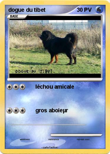 Pokemon dogue du tibet