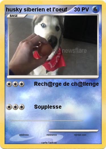 Pokemon husky siberien et l'oeuf