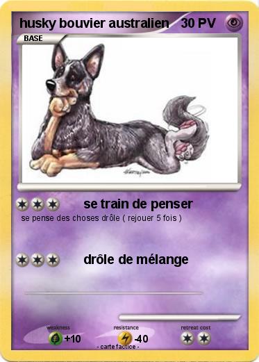 Pokemon husky bouvier australien