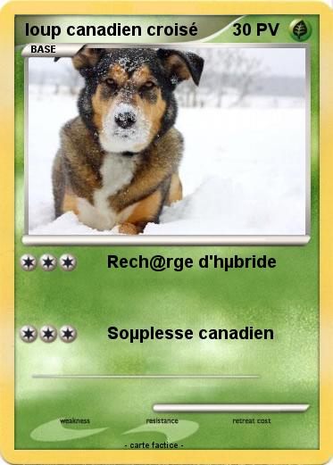 Pokemon loup canadien croisé