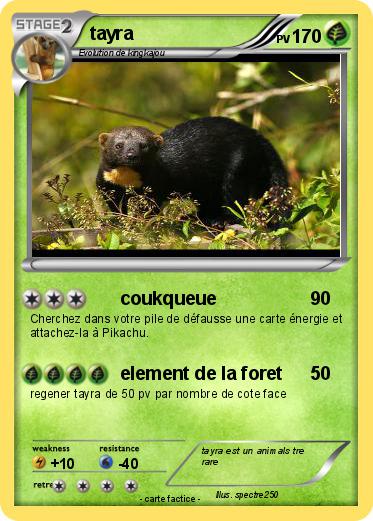 Pokemon tayra