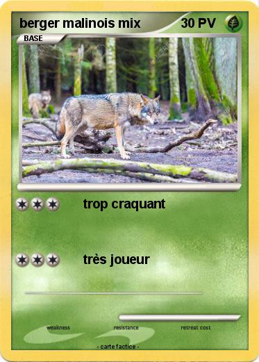 Pokemon berger malinois mix