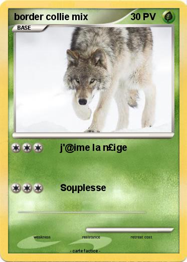 Pokemon border collie mix