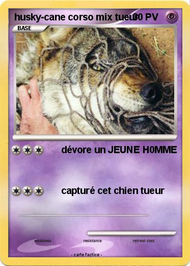 Pokemon husky-cane corso mix tueur
