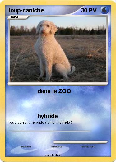 Pokemon loup-caniche