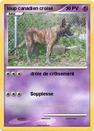 Pokemon loup canadien croisé