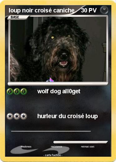 Pokemon loup noir croisé caniche