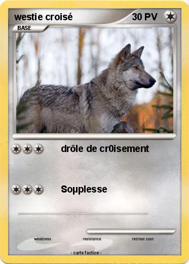 Pokemon westie croisé