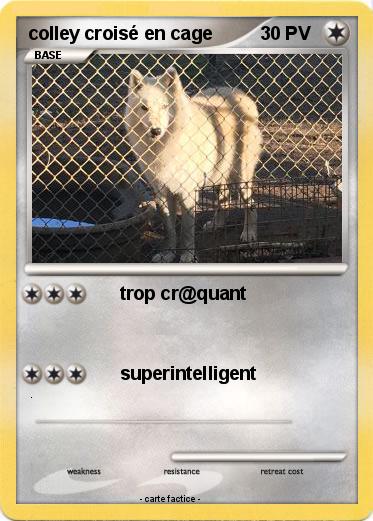 Pokemon colley croisé en cage