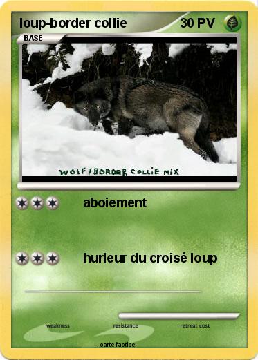 Pokemon loup-border collie