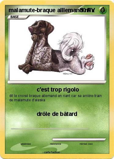 Pokemon malamute-braque alllemand mix