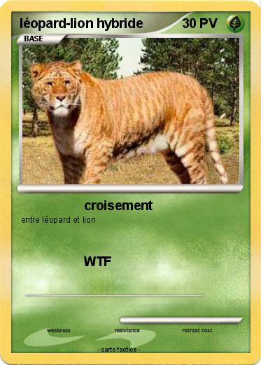 Pokemon léopard-lion hybride