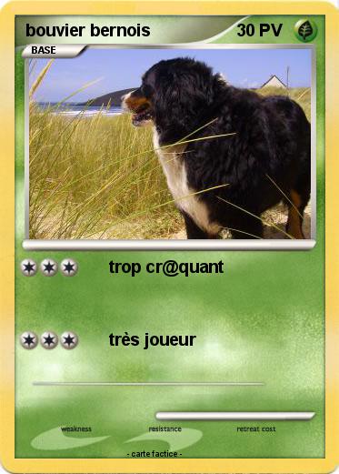 Pokemon bouvier bernois
