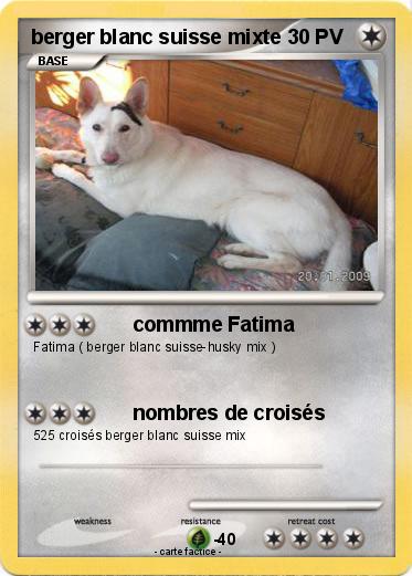 Pokemon berger blanc suisse mixte