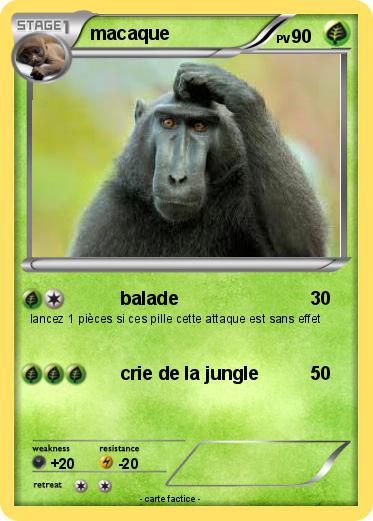 Pokemon macaque
