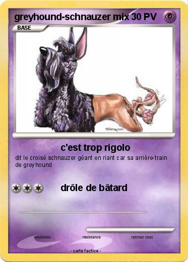 Pokemon greyhound-schnauzer mix