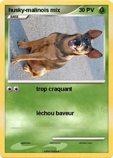 Pokemon husky-malinois mix