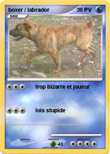 Pokemon boxer / labrador