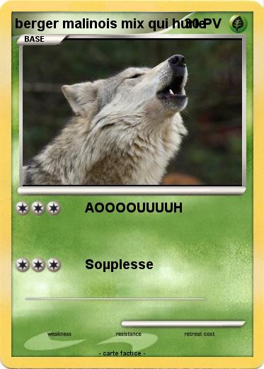 Pokemon berger malinois mix qui hurle