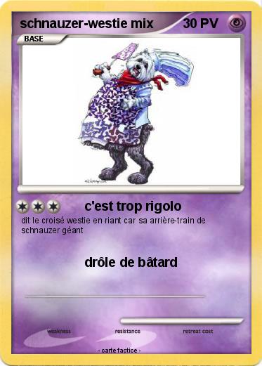 Pokemon schnauzer-westie mix