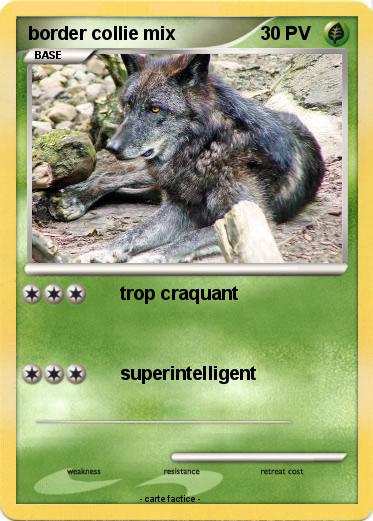 Pokemon border collie mix