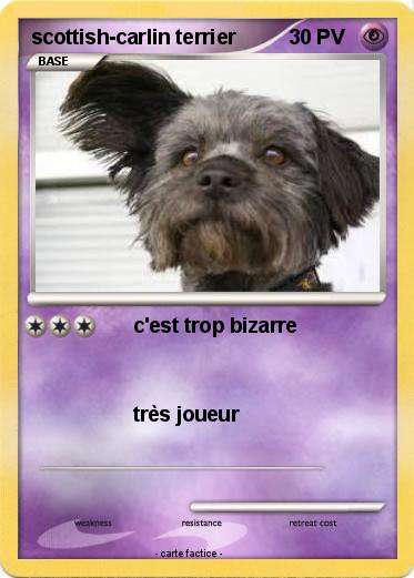 Pokemon scottish-carlin terrier