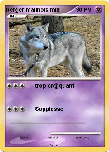 Pokemon berger malinois mix