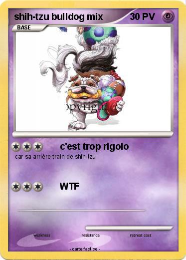 Pokemon shih-tzu bulldog mix