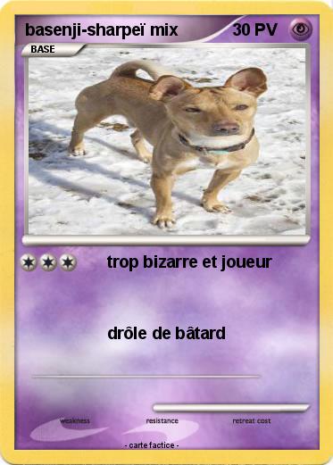 Pokemon basenji-sharpeï mix