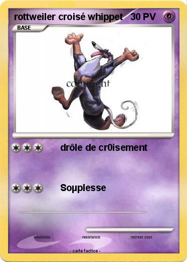 Pokemon rottweiler croisé whippet