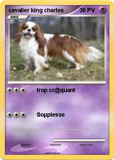 Pokemon cavalier king charles