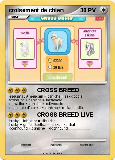 Pokemon croisement de chien