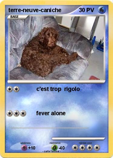Pokemon terre-neuve-caniche