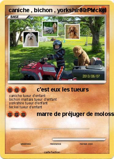 Pokemon caniche , bichon , yorkshire et teckel