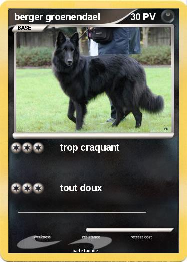 Pokemon berger groenendael