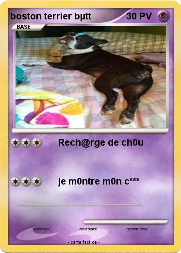 Pokemon boston terrier bµtt