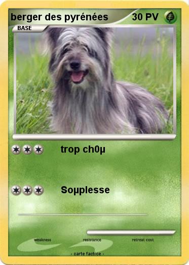 Pokemon berger des pyrénées