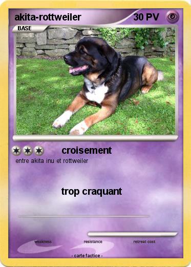 Pokemon akita-rottweiler
