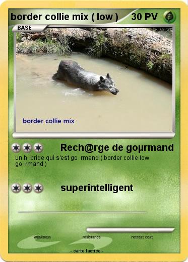 Pokemon border collie mix ( low )