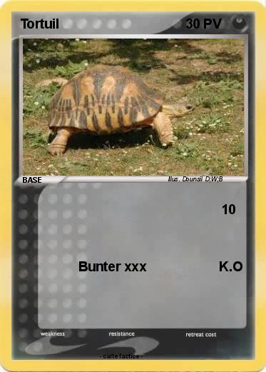 Pokemon Tortuil